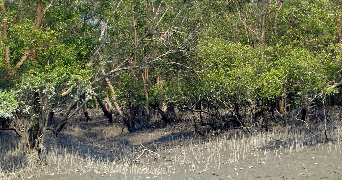 Cultural Immersion – Uncovering the Heritage of Communities Around Sundarbans Mangrove Forest