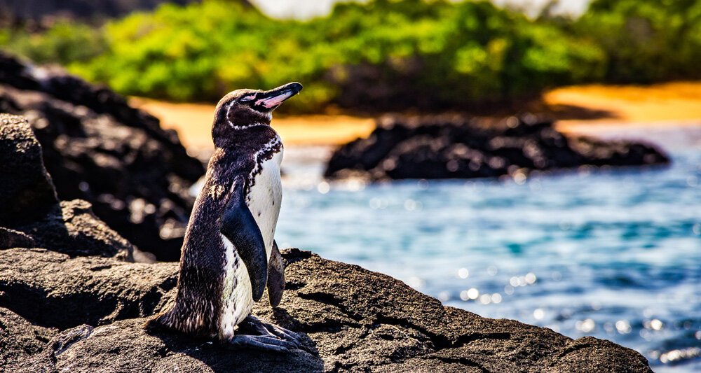 Making a Positive Impact at Galapagos Islands Through Sustainable Tourism
