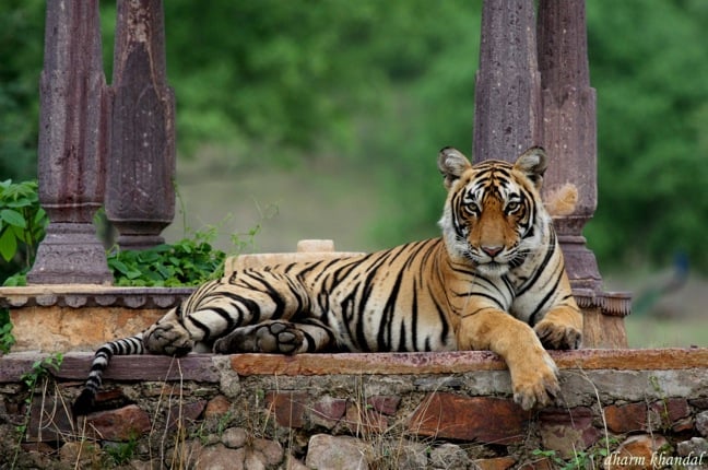 Spotlight on Endangered Species – The Fight for Survival in Ranthambore Tiger Reserve